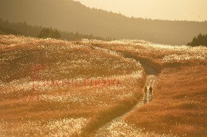 曽爾高原