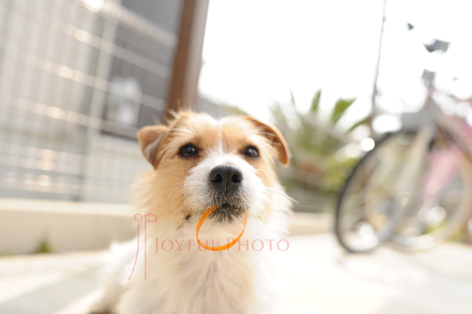 Love Buddy 2