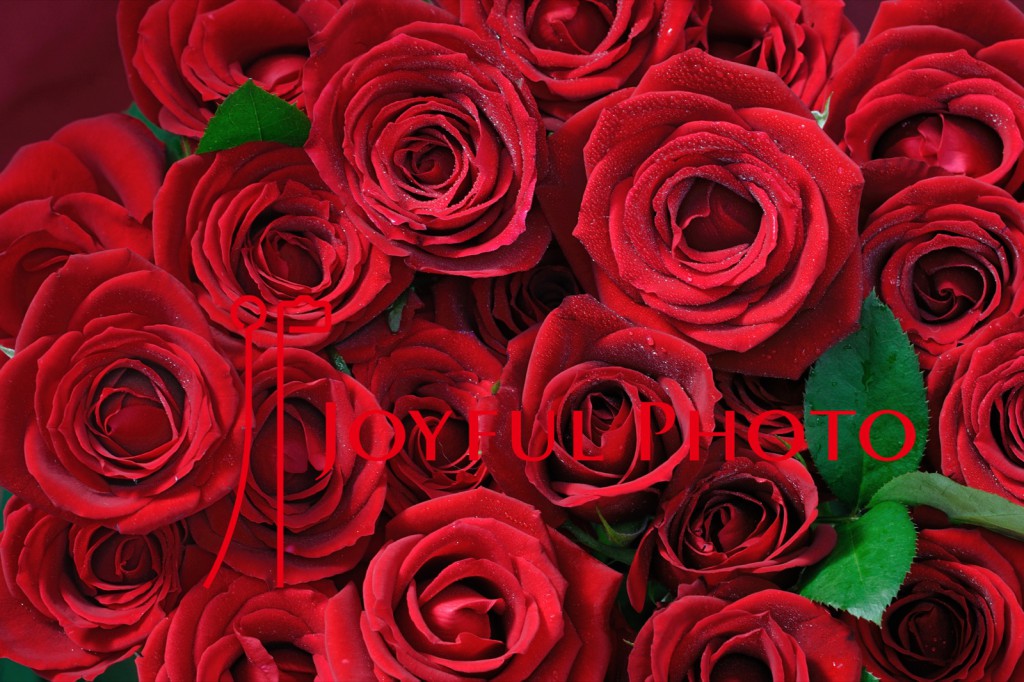 ローズコンサート広告用写真 薔薇