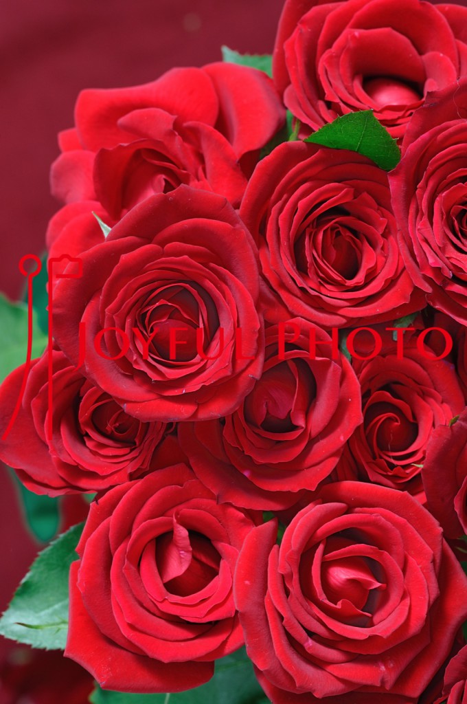 ローズコンサート広告用写真 薔薇